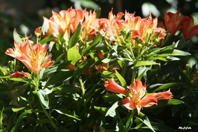 Alstroemeria